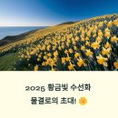 2025년 섬 수선화축제 | 2025년 봄, 신안 선도 섬 수선화 축제🌼황금빛 수선화 물결 속으로!