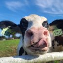 풀잎목장 이미지