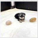 강아지분양 애견분양 퍼피플라워 중랑점 이미지