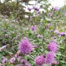 꿈의농장 이미지