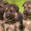 쇼독(Show dog) 이미지