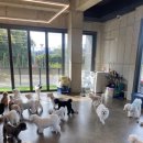 대정동물병원 이미지