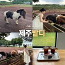 덕형목장 | 제주 목장 카페 밭디 제주도 아이와 가볼만한곳 승마체험