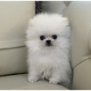 강아지와고양이 이미지