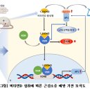 비타민D, 노년기 근감소증 예방에도 효과 있어 이미지