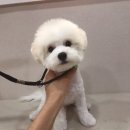 바둑이 쌀롱 이미지