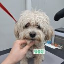 댕블랑 네이버블로그