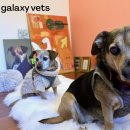 연기동물병원 이미지