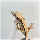 렙플로우