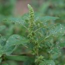 개비름 [Amaranthaceae (비름과) ＞ Amaranthus (비름속) ＞ lividus (개비름)] 이미지