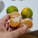제주동백상회