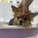 토토펫살롱 이미지