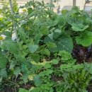 도시농업으로 힐링하기 이미지