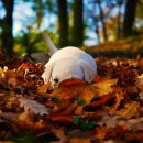 코코까까 이미지