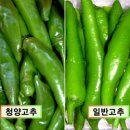 명품서비스주