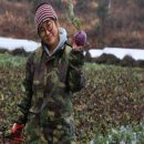 제주각시이우다 이미지