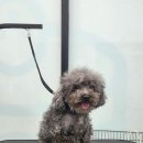 배곧유치원 | 시흥 댕실몽실 ✂️ 작고 소중한 아이들의 변신 DAY 🐶🤍