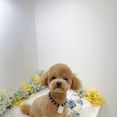 하리몽 이미지