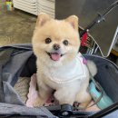 애견마을 이미지