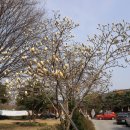 뽕나무길 | 전주 가볼만한곳 &#39;최명희 문학관&#39; &amp; &#39;부채 문화관&#39;