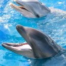 하와이식당 이미지