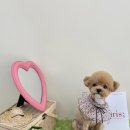 비비앤독 이미지