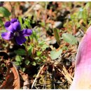 복사꽃피는마을 이미지