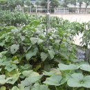 운송초교 이미지