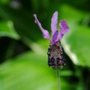 허브빌리지(Herb village) 이미지