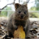 항상 웃는 쿼카 Quokka 귀요미 동물 이미지