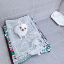 댕댕큘럼 이미지