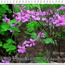 월명산야생화