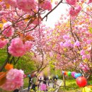 4/22(수)개심사 청벚꽃&amp;겹벚꽃,문수사 왕벚꽃&amp;겹벚꽃,서산3경 간월암,동부전통시장여행 이미지