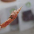 멍뭉이 밥상 이미지