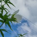 오늘, 정원 이미지