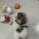 몽글몽글 이미지