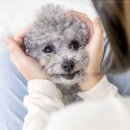 베이비몽 강아지분양 인천청라점 이미지