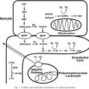 Re:The role of oxidants and free radicals in reperfusion injury 이미지