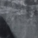 라뽀동물병원 이미지