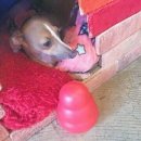 모모몽 애견까페 이미지