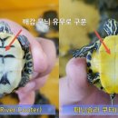 남강수족관