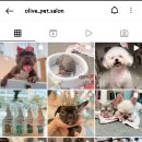 올리브펫살롱 이미지