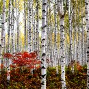 자작나무 이미지