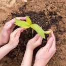 마음을 심는 원예테라피 이미지