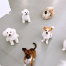 댕댕이 애견샵 이미지