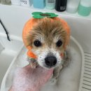 청 애견미용 이미지