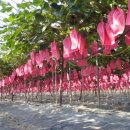 홍이농장 이미지