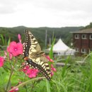 실개천펜션 이미지