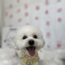 몽셀펫살롱 | 서창동 몽셀펫살롱 푸숑 비숑 귀툭튀로 전체미용 후기