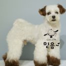 브라운 펫살롱 이미지